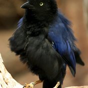 Purplish-backed Jay